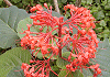 ひぎり Clerodendron japonicum