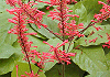 オドントネマ Odontonema strictum
