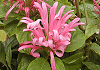 さんごばな Justicia carnea