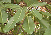 あこう Ficus wightiana