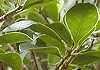 ガジュマル Ficus retusa