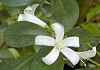 げっきつ Murraya paniculata