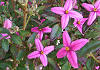 ボロニア・オージースター Boronia fraseri