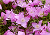 ボロニア・ピンナタ Boronia pinnata