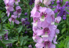 アンゲロニア Angelonia angustifolia