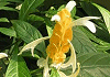 パキスタキス Pachyschys lutea