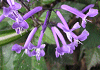 プレクトランサス Plectranthus