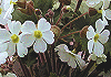 プリムラ シネンシス Primula sinensis