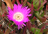 カルポブローツス エドゥリス Carpobrotus edulis