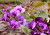 ハーデンベルギア Hardenbergia violacea