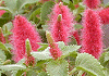 キャットテール Acalypha reptans