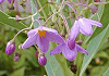 ����Ȃ��@Solanum glaucophyllum