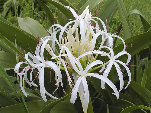 はまおもと はまゆう Crinum Asiaticum Var Japonicum