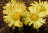 ふきたんぽぽ Tussilago farfara