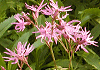 かっこうせんのう Lychnis flos-cuculi