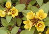 リシマキア・コンゲスティフローラ Lysimachia congestiflora