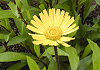 きはまぎく Telekia speciosa