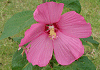 アメリカふよう Hibiscus moscheutos