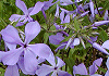 つるはなしのぶ Phlox divaricata