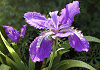 いちはつ Iris tectorum