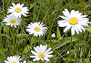 フランスギク Chrysanthemum leucanthemum