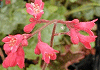 つぼさんご Heuchera sanguinea