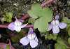 つたばうんらん Cymbararia muralis