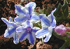 みやまほたるかずら Lithodora diffusa