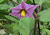 なす Solanum melongena