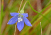 ひなぎきょう Wahlenbergia marginata