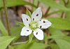 わちがいそう Pseudostellaria heterantha