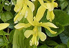 きえびね Calanthe sieboldi