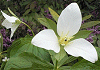 おおばなのえんれいそう Trillium kamutschaticum