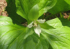 しろばなえんれいそう Trillium tschonoskii