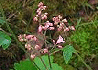 ずだやくしゅ Tiarella polyphylla