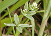 よつばむぐら Galium trachyspermum
