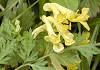 みやまきけまん Corydalis palllida