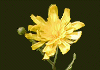 やなぎたんぽぽ Hieracium umbellatum