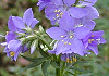 花忍 Polemonium kiushianim