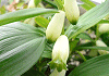 ひめいずい polygonatum humile