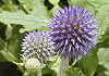 ひごたい Echinops setifer Iljin