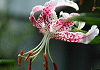 かのこゆり Lilium speciosum