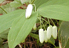 みやまなるこゆり Polygonatum lasianthum
