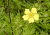 かわらさいこ Potentilla chinensis
