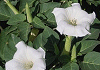 ちょうせんあさがお Datura alba