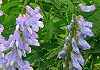 くさふじ Vicia cracca