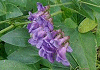 よつばはぎ Vicia nipponica