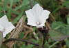 ひめあさがお Ipomoea lacunosa