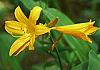 にっこうきすげ Hemerocallis middendorffi