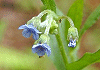 おおるりそう Cynoglossum zeylanicum
